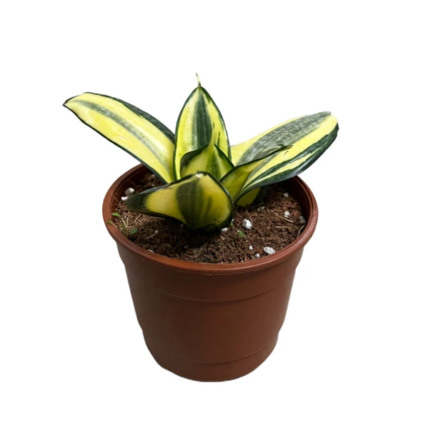 Sansevieria ‘Golden Hahnii’ (Paşa Kılıcı) ürün görseli