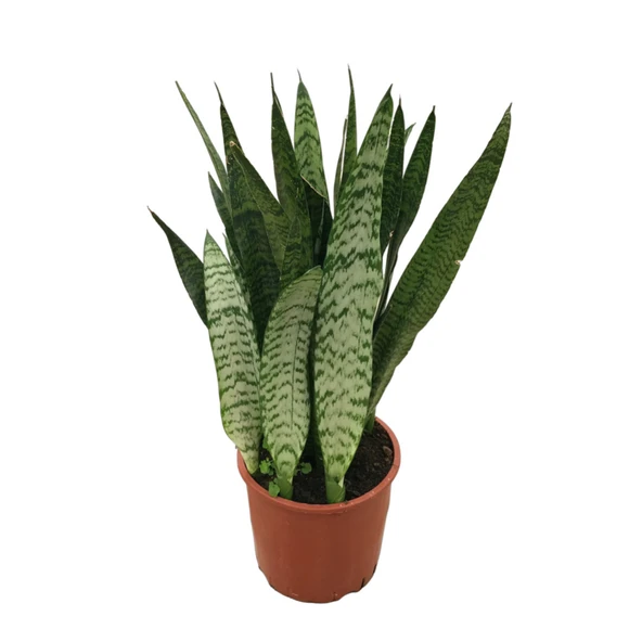 Sansevieria Zeylanica (Paşa Kılıcı) ürün görseli