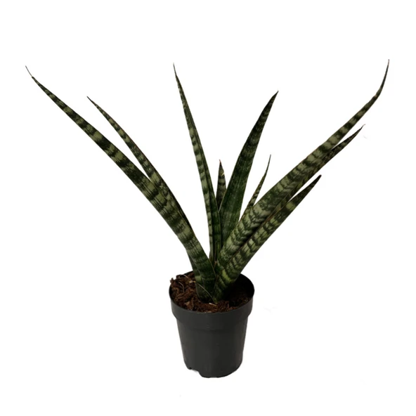 Sansevieria 'Silver Steel' (Paşa Kılıcı) ürün görseli
