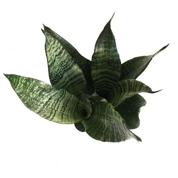 Sansevieria Zeylanica (Paşa Kılıcı) - Resim 2