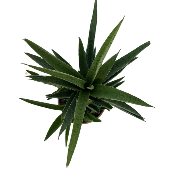 Sansevieria 'Tough Lady' (Paşa Kılıcı) - Resim 2