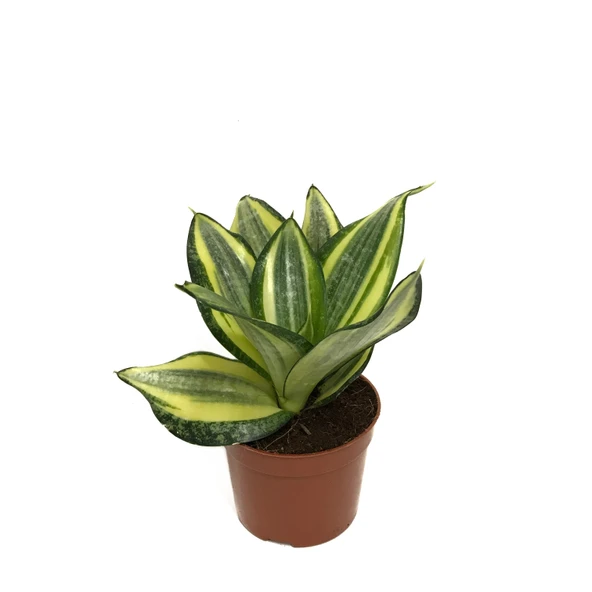 Sansevieria ‘Golden Hahnii’ (Paşa Kılıcı) ürün görseli