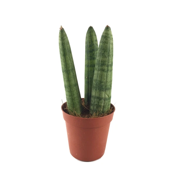 Sansevieria Cylindrica (Paşa Kılıcı) ürün görseli