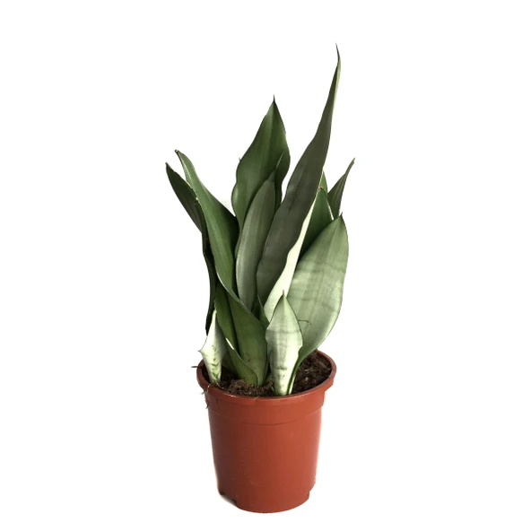 Sansevieria Trifasciata 'Moonshine' (Paşa Kılıcı) ürün görseli