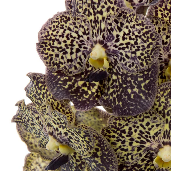 Vanda Sunanda 'Ocelot Mocha' (Vanda Orkide) - Resim 2