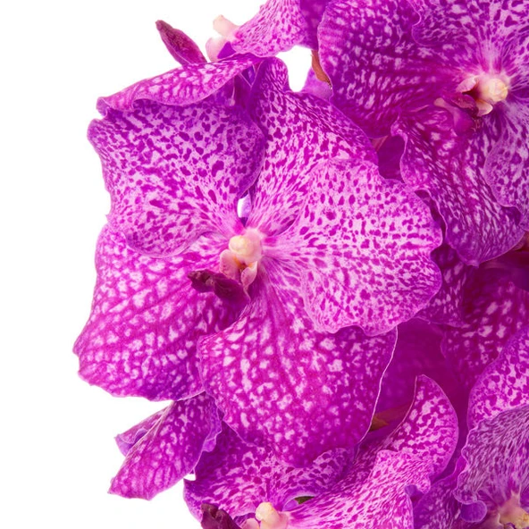 Vanda Nitaya 'Rosy' (Vanda Orkide) - Resim 2
