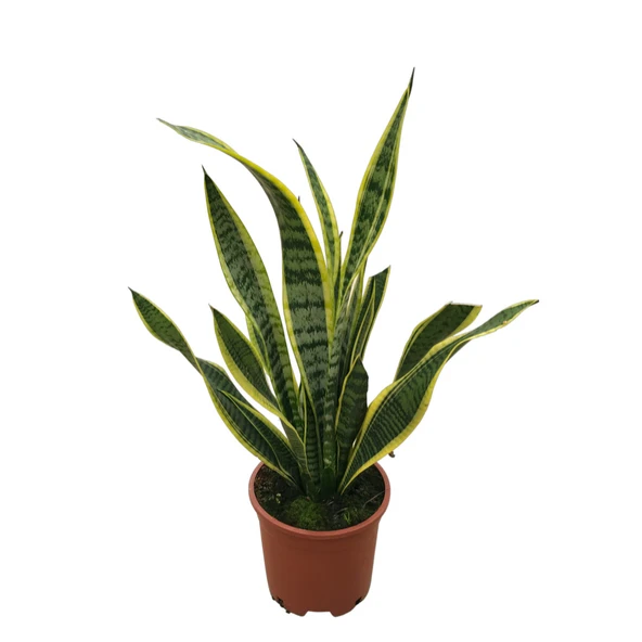 Sansevieria Trifasciata (Paşa Kılıcı) ürün görseli
