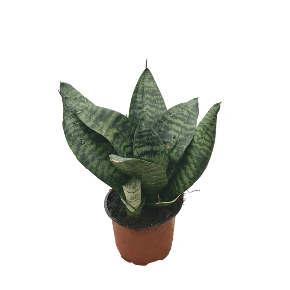 Sansevieria Zeylanica (Paşa Kılıcı) ürün görseli