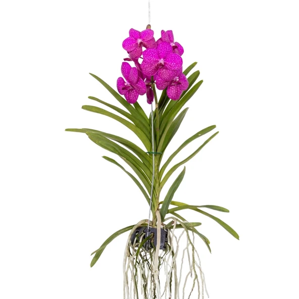 Vanda Tayanee 'Cerise' (Vanda Orkide) ürün görseli