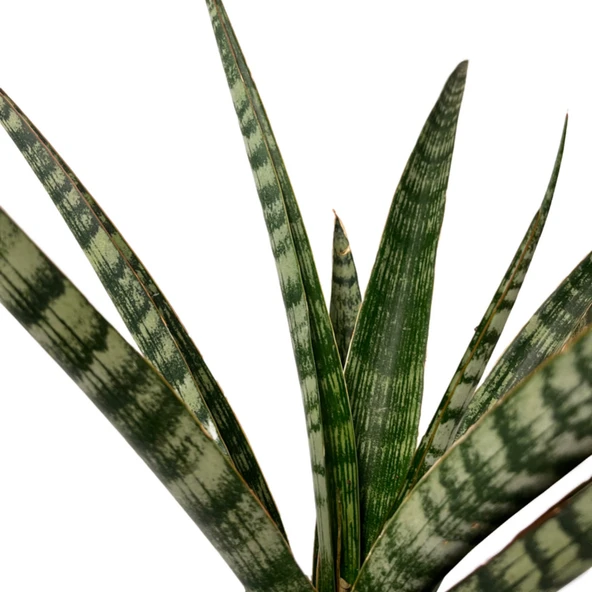 Sansevieria 'Silver Steel' (Paşa Kılıcı) - Resim 2