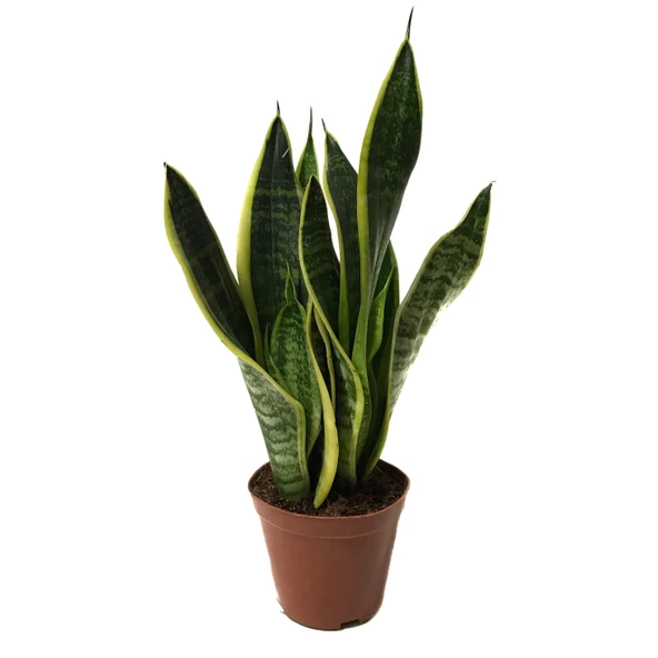 Sansevieria Trifasciata (Paşa Kılıcı) ürün görseli
