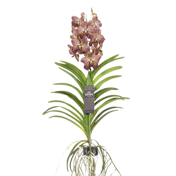 Vanda Sunanda 'Ocelot Sangria' (Vanda Orkide) ürün görseli