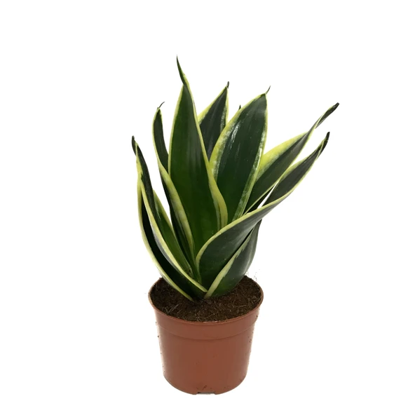 Sansevieria 'Yellow Stripe' (Paşa Kılıcı) ürün görseli