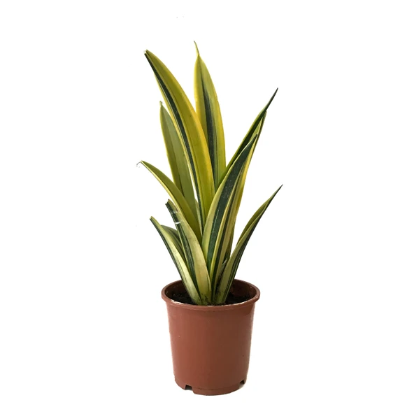 Sansevieria Trifasciata 'Gold Flame' (Paşa Kılıcı) ürün görseli