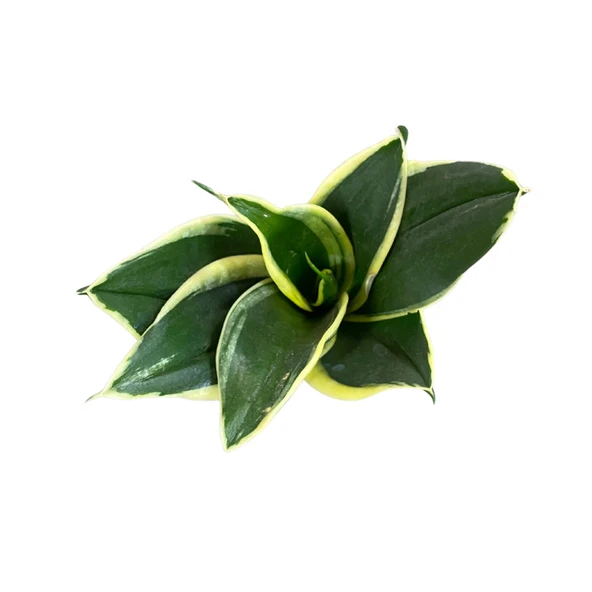 Sansevieria 'Yellow Stripe' (Paşa Kılıcı) ürün görseli