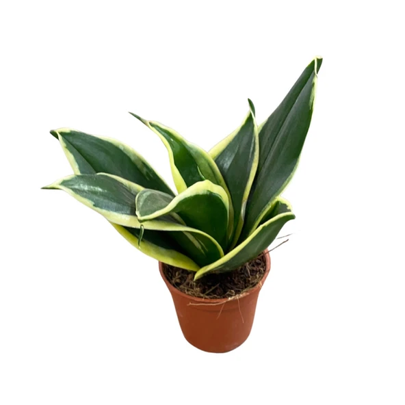 Sansevieria 'Yellow Stripe' (Paşa Kılıcı) ürün görseli