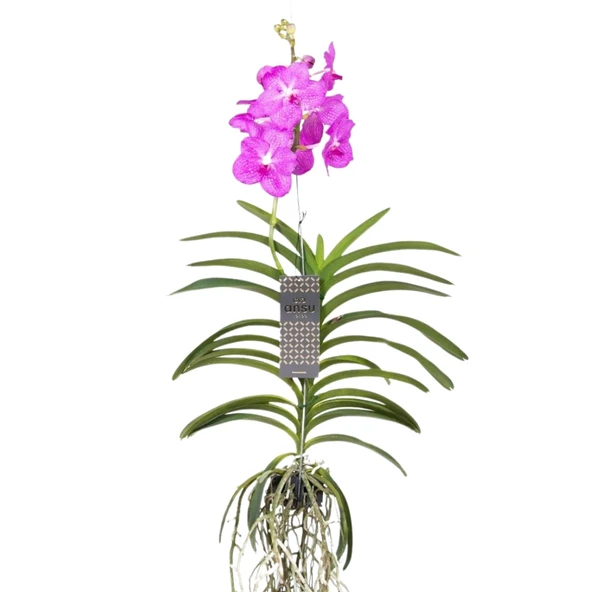Vanda Nitaya 'Candy Pink' (Vanda Orkide) ürün görseli