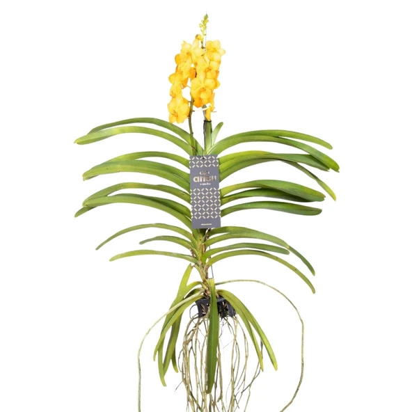 Vanda Natcha 'Princess Orange' (Vanda Orkide) ürün görseli