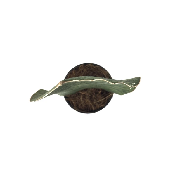 Sansevieria Masoniana 'Congo' (Paşa Kılıcı) - Resim 2