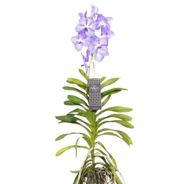 Vanda Kanchana 'Angelite' (Vanda Orkide) ürün görseli