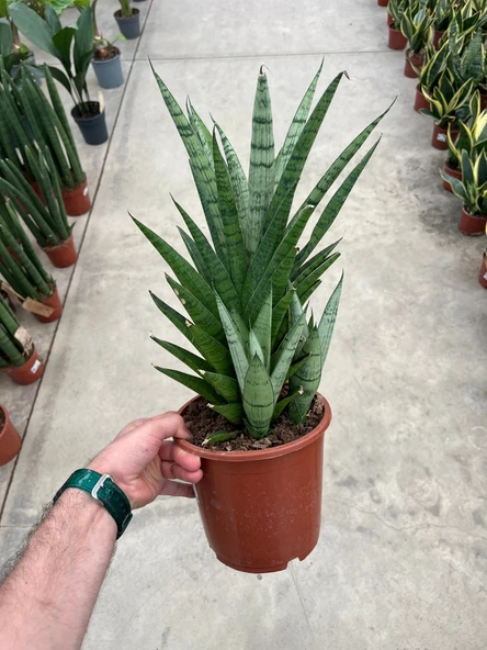 Sansevieria 'Tough Lady' (Paşa Kılıcı) - Resim 3
