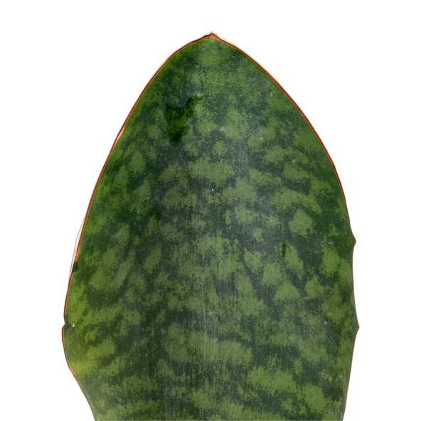 Sansevieria Masoniana 'Congo' (Paşa Kılıcı) - Resim 2