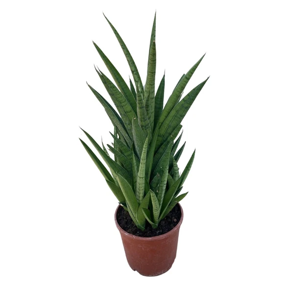 Sansevieria 'Tough Lady' (Paşa Kılıcı) ürün görseli