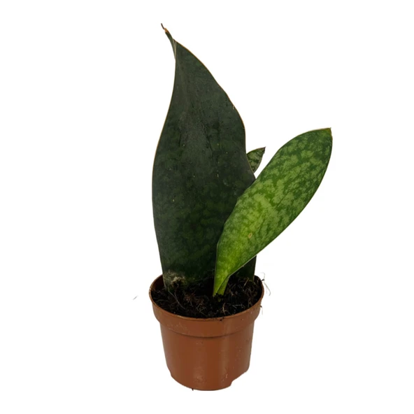 Sansevieria Masoniana 'Congo' (Paşa Kılıcı) ürün görseli