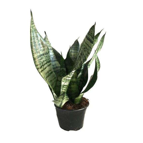 Sansevieria Zeylanica (Paşa Kılıcı) ürün görseli