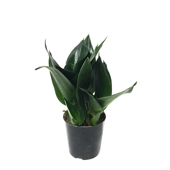 Sansevieria Jade (Paşa Kılıcı) ürün görseli