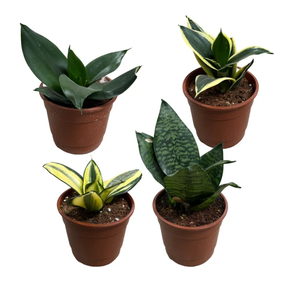 Sansevieria (4'lü Set) ürün görseli