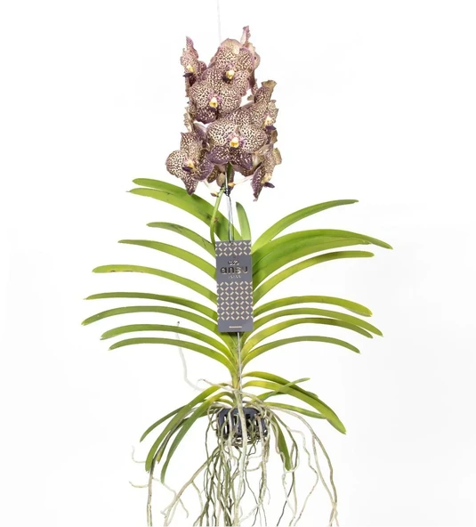 Vanda Sunanda 'Ocelot Mocha' (Vanda Orkide) ürün görseli
