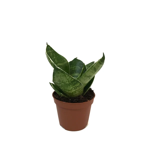 Sansevieria 'Green Hahnii' (Paşa Kılıcı) ürün görseli