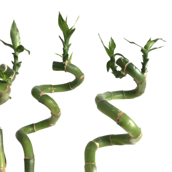 Lucky Bamboo (Şans Bambusu) (1 Adet) - Resim 2