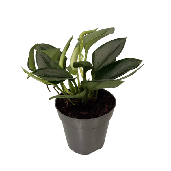 Scindapsus Siamense 'Moonlight' (Potos Sarmaşığı) ürün görseli