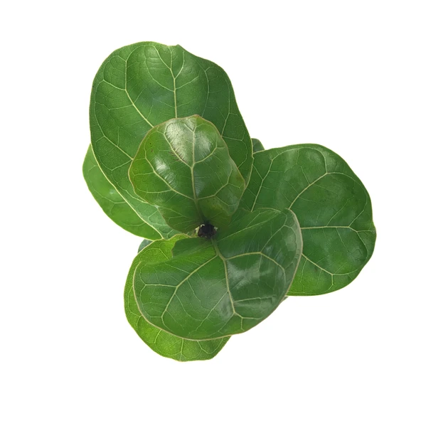 Ficus Lyrata 'Bambino' (Kauçuk Çiçeği) - Resim 2