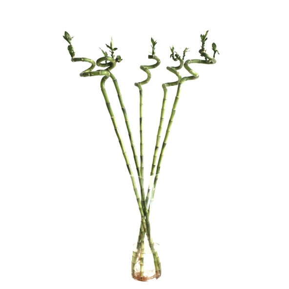 Lucky Bamboo (Şans Bambusu) (5 Adet) ürün görseli