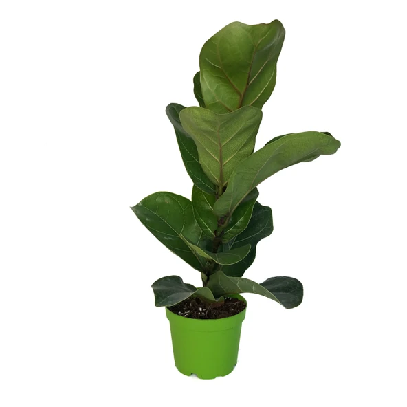 Ficus Lyrata 'Bambino' (Kauçuk Çiçeği) ürün görseli