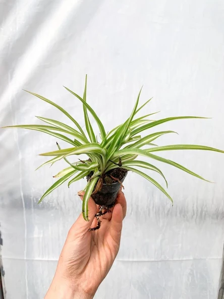 Üretim Saksılı Kurdele Çiçeği Chlorophytum Comosum Variegatum - Resim 6