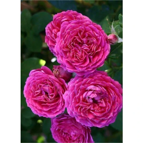 Reçellik Pembe Kokulu Gerçek Isparta Gülü Fidanı 10-20 cm - Resim 2