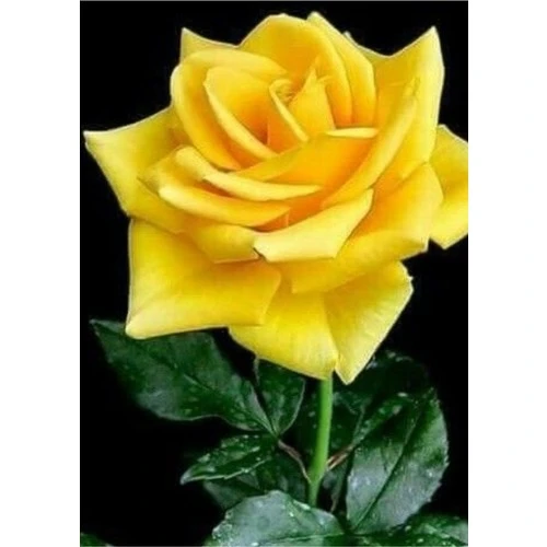 Sarı Yediveren Gül Fidanı Saksıda 10-20 cm - Resim 2