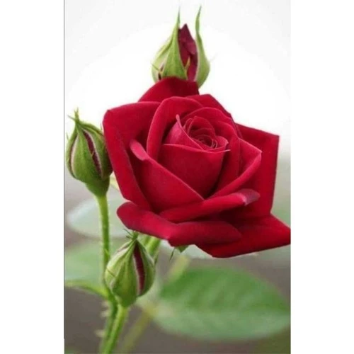 Yediveren Kırmızı Gül Fidanı Fidesi 15-25 cm - Resim 2