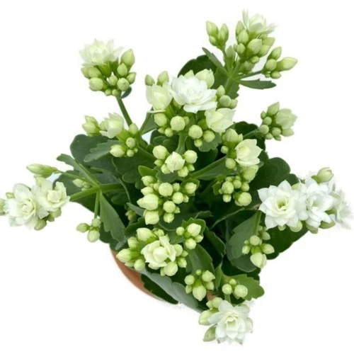 Kalanchoe Fidanı (Kalanşo) Beyaz 10-20 cm - Resim 2