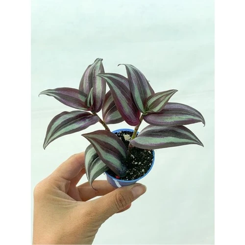 Çizgili Bordo Telgraf Çiçeği Fidanı 10-20 cm ürün görseli