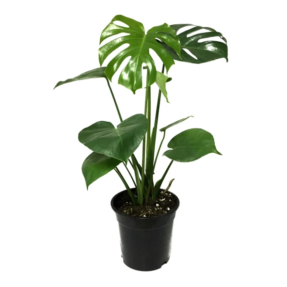 Monstera Deliciosa (Deve Tabanı) ürün görseli