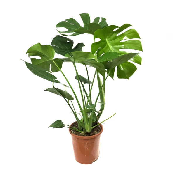 Monstera Deliciosa (Deve Tabanı) ürün görseli