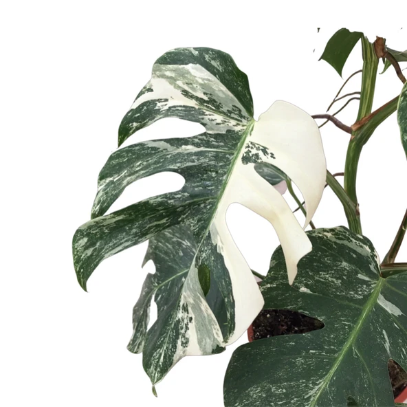 Monstera Deliciosa 'Albo Variegata' (Deve Tabanı) - Resim 2