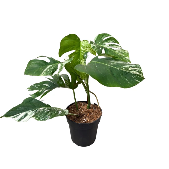 Monstera Deliciosa 'Albo Variegata' (Deve Tabanı) Ø17 CM Y45-50 CM ürün görseli