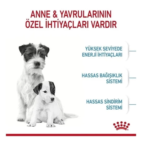 Royal Canin Mini Starter Anne ve Yavru Köpek Maması 4 Kg - 3
