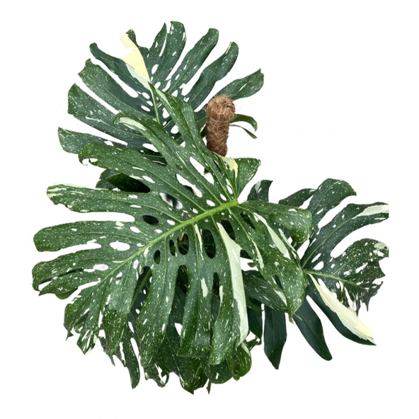 Monstera Deliciosa 'Thai Constellation' (Deve Tabanı) - Resim 2